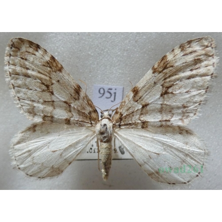 Epirrita autumnata (Borkhausen, 1794) Paśnik jesieniak Czech95j